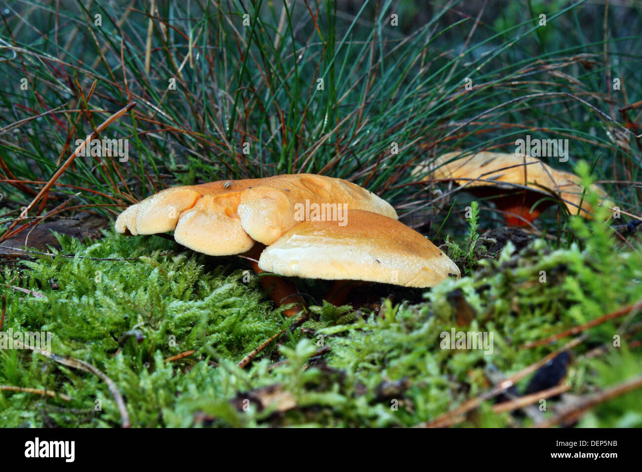 Danger toxic mushrooms false chanterelle Stock Photo Alamy