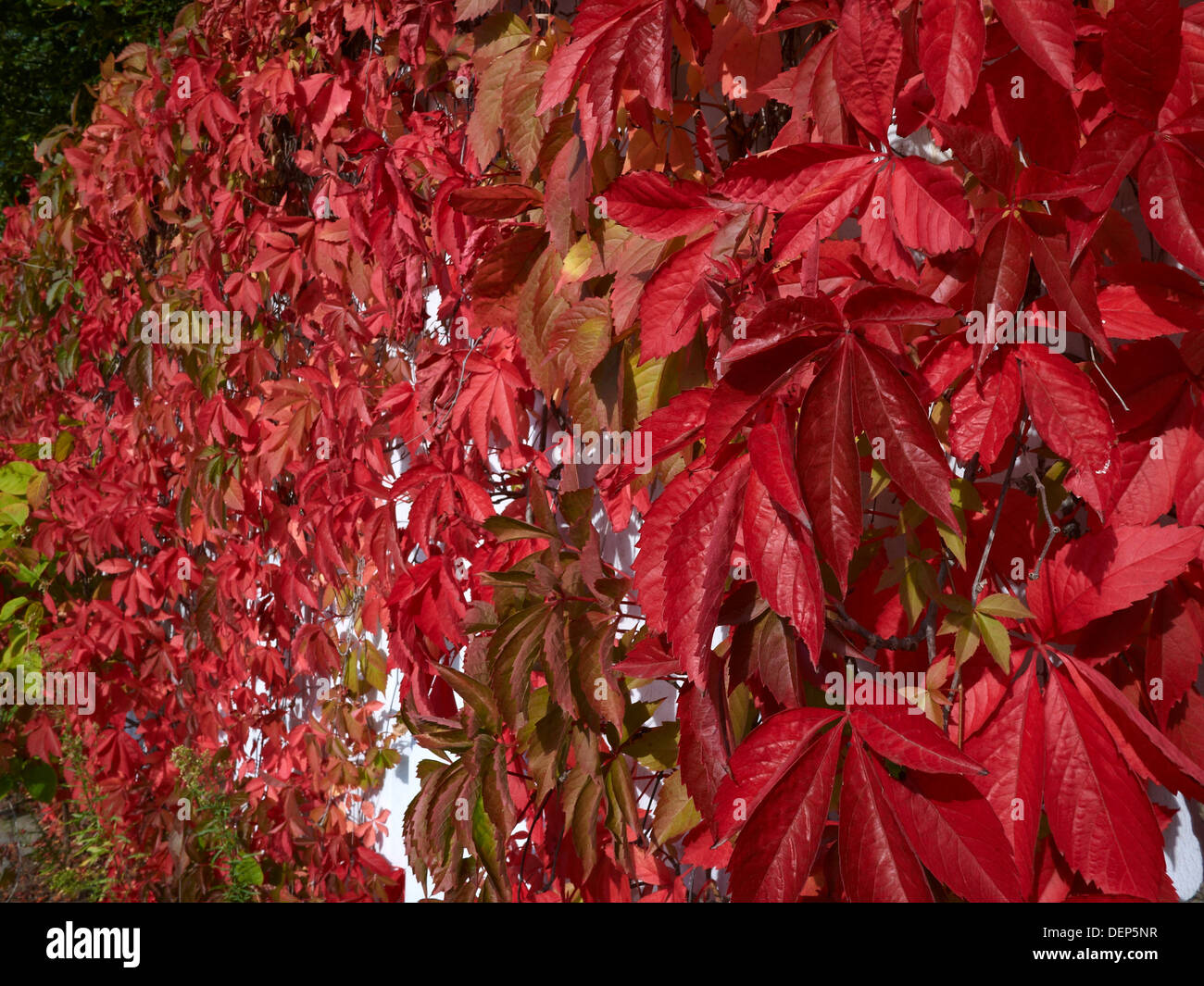 Ivy in autumn Stock Photo