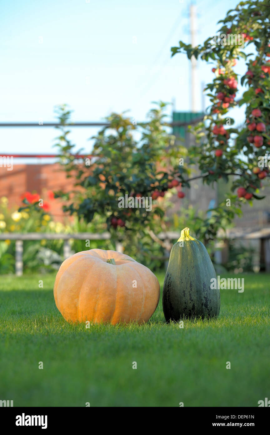 Pumpkins in garden on grass Stock Photo