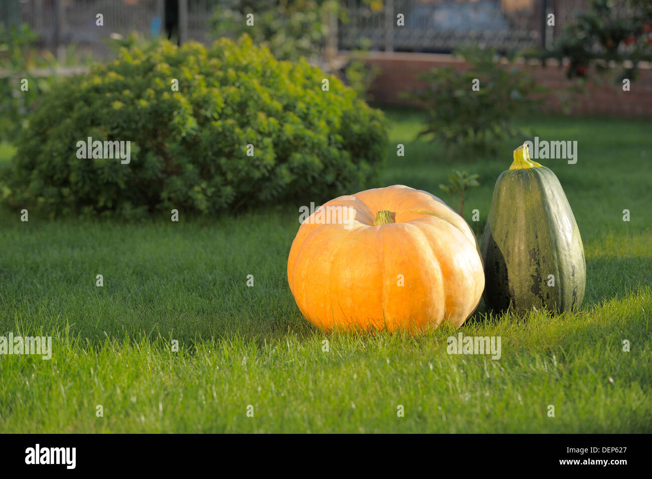 Pumpkins in garden on grass Stock Photo