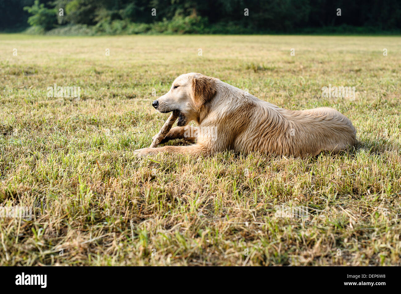 golden retriever in the grass Stock Photo - Alamy