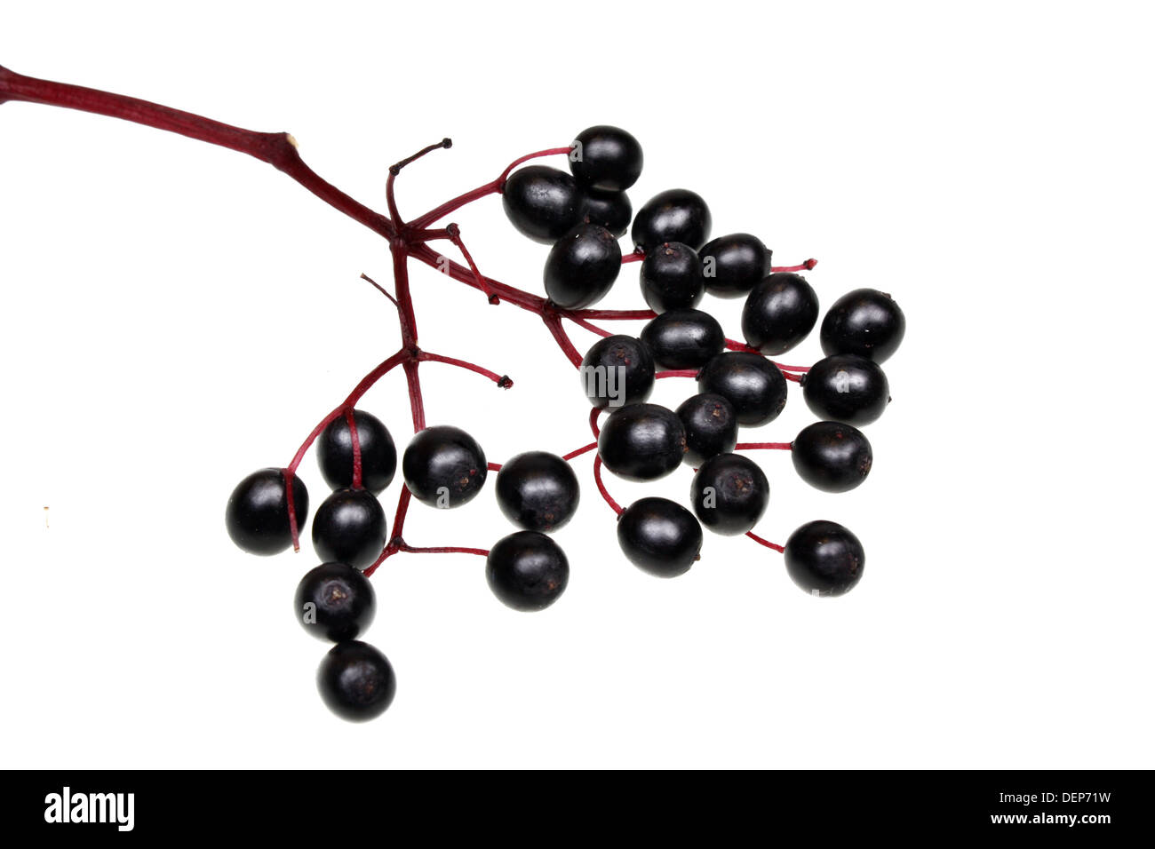 Black elderberry fresh fruit isolated Stock Photo Alamy