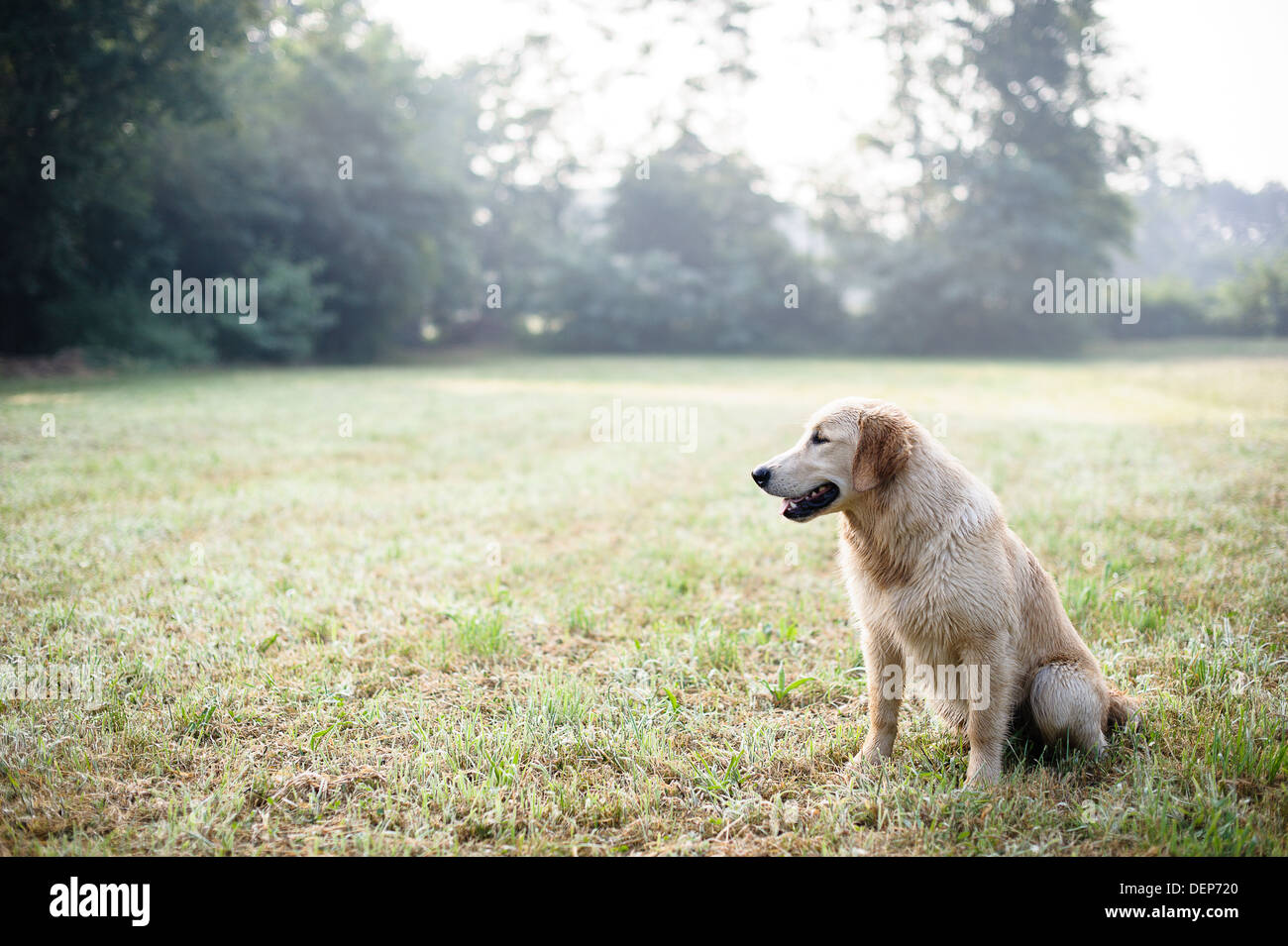golden retriever in the grass Stock Photo - Alamy