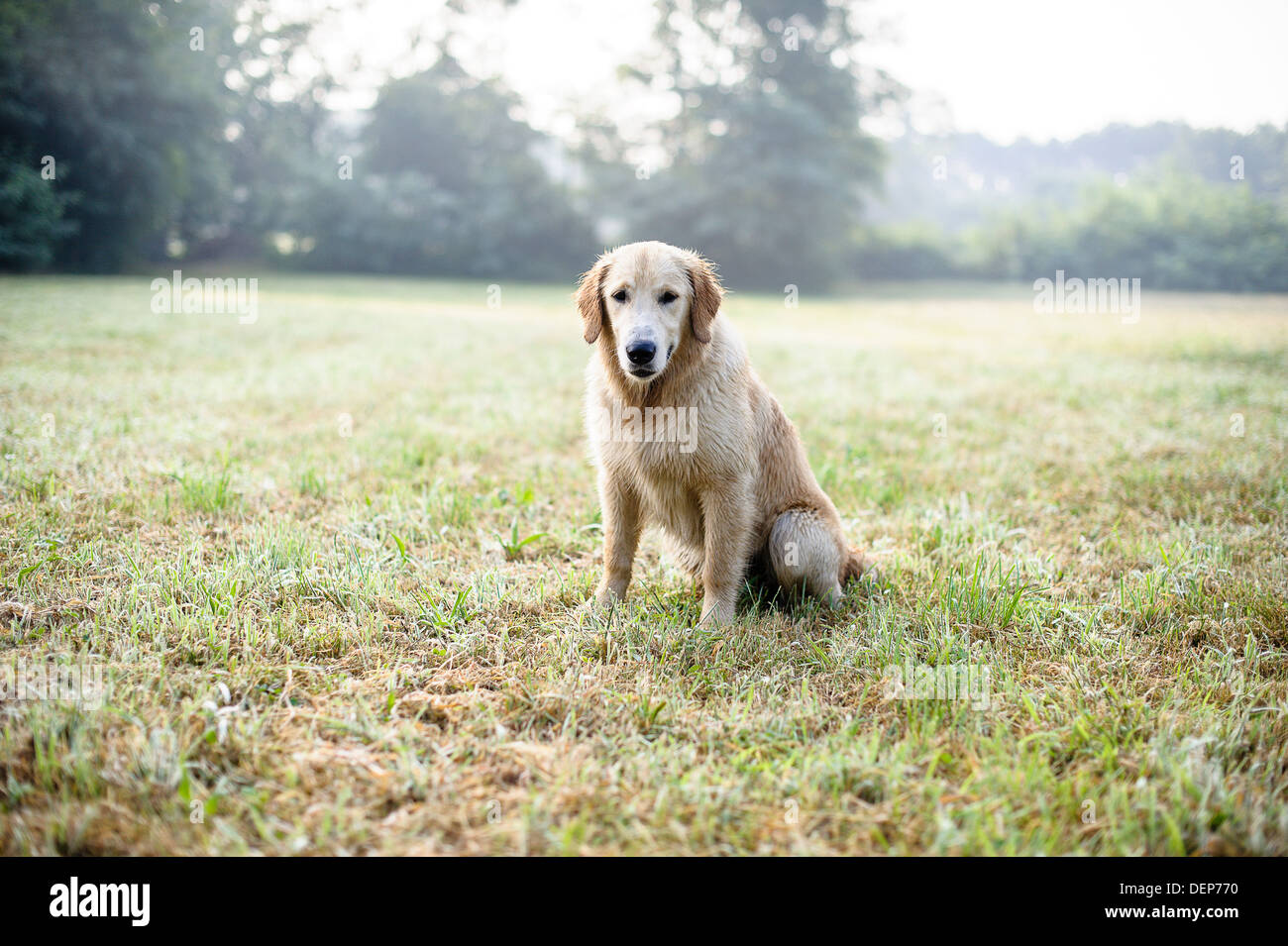 golden retriever in the grass Stock Photo - Alamy