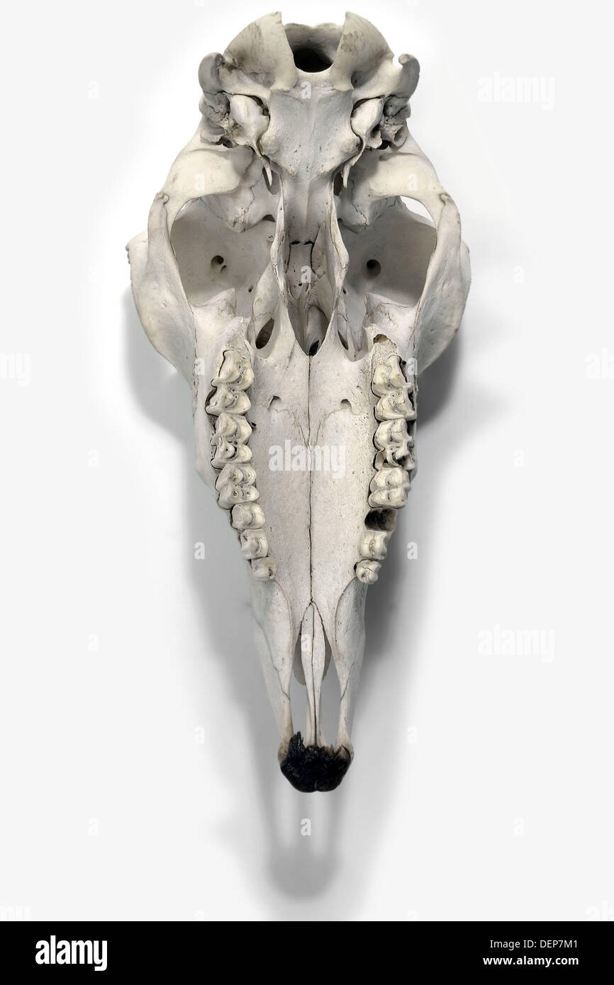 Lamb Skull High Resolution Stock Photography and Images - Alamy