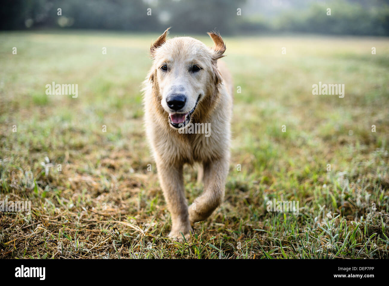 golden retriever in the grass Stock Photo - Alamy