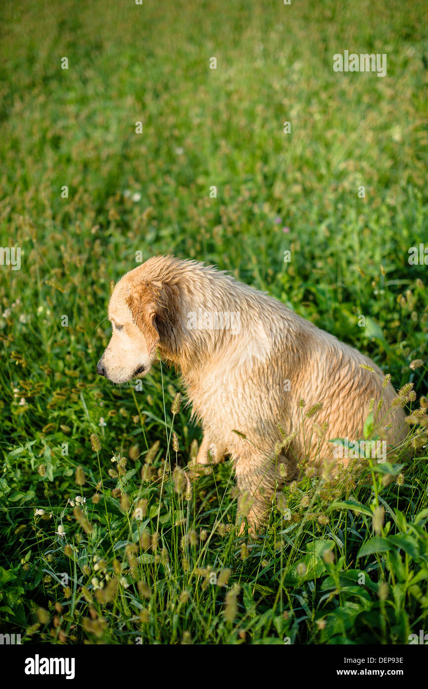 golden retriever in the grass Stock Photo - Alamy
