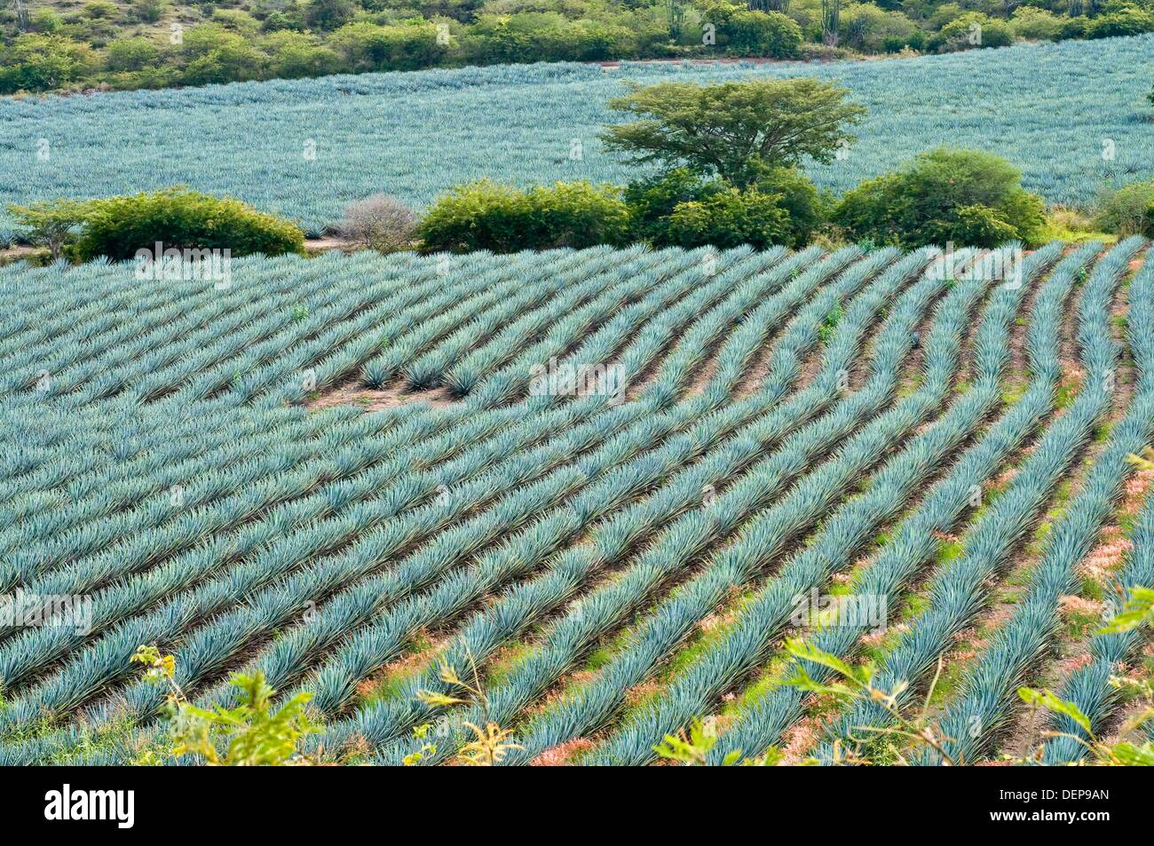 Growing Agave Plants for Tequila Production Stock Photo Alamy