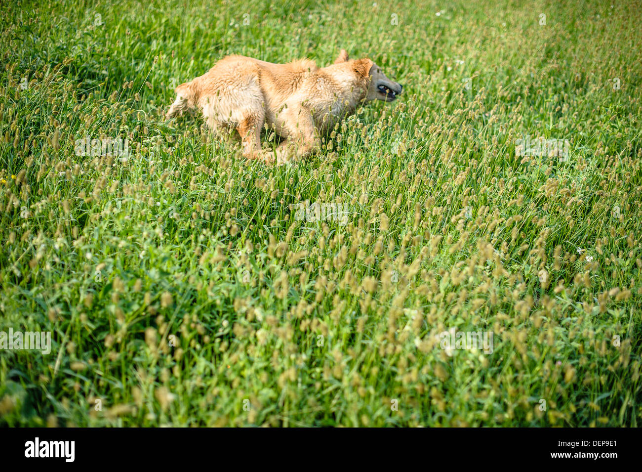 golden retriever in the grass Stock Photo - Alamy