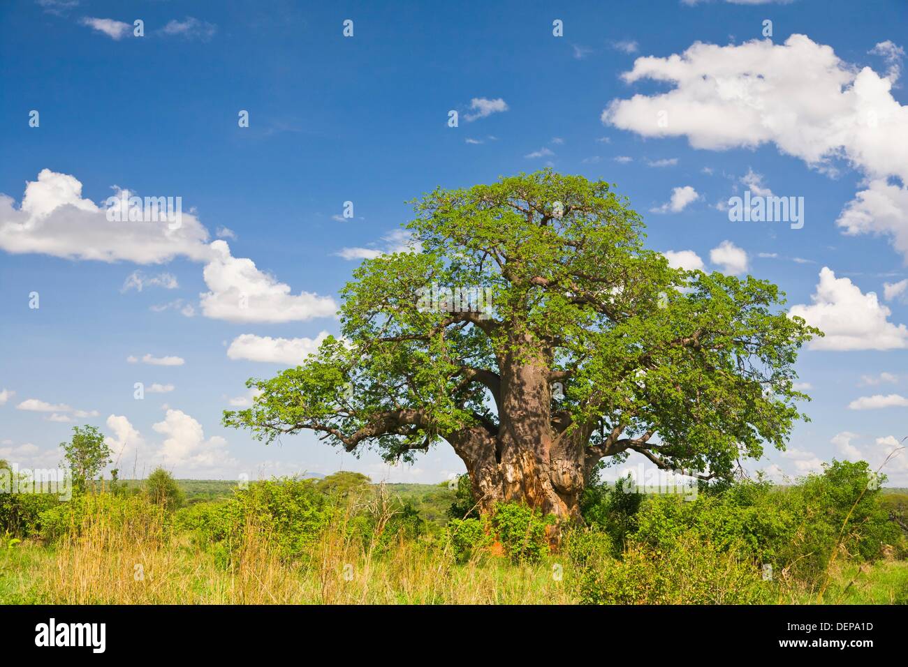 Baobab tree in the Tarangire National Park in Tansania, Africa Stock ...