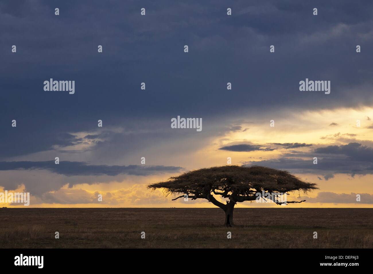 Flat-topped acacia tree (Acacia tortilis) with approaching storm clouds, Serengeti National Park, Tanzania, Africa Stock Photo
