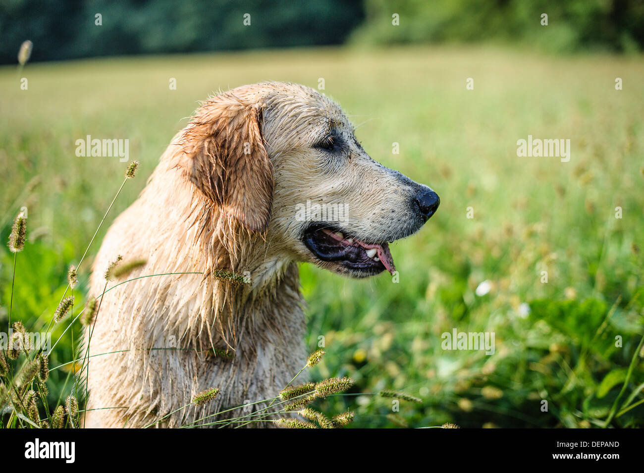 golden retriever in the grass Stock Photo - Alamy
