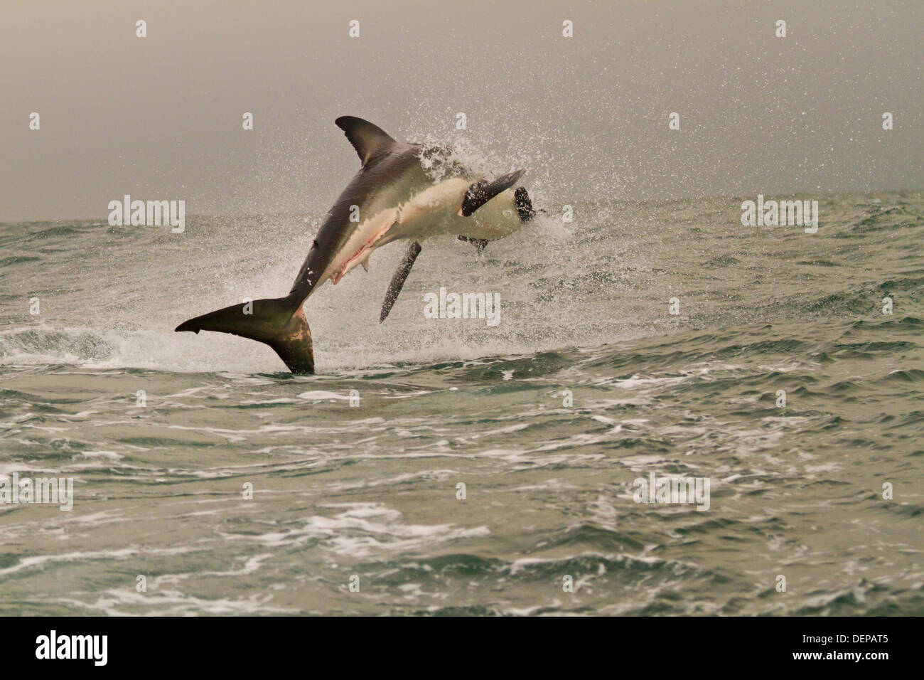 Tiburón blanco, False Bay, Sudáfrica, África Stock Photo