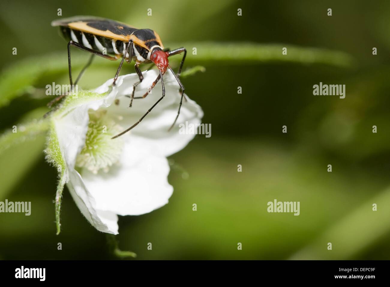 A colorful true bug, order Hemiptera Photographed in Costa Rica Stock