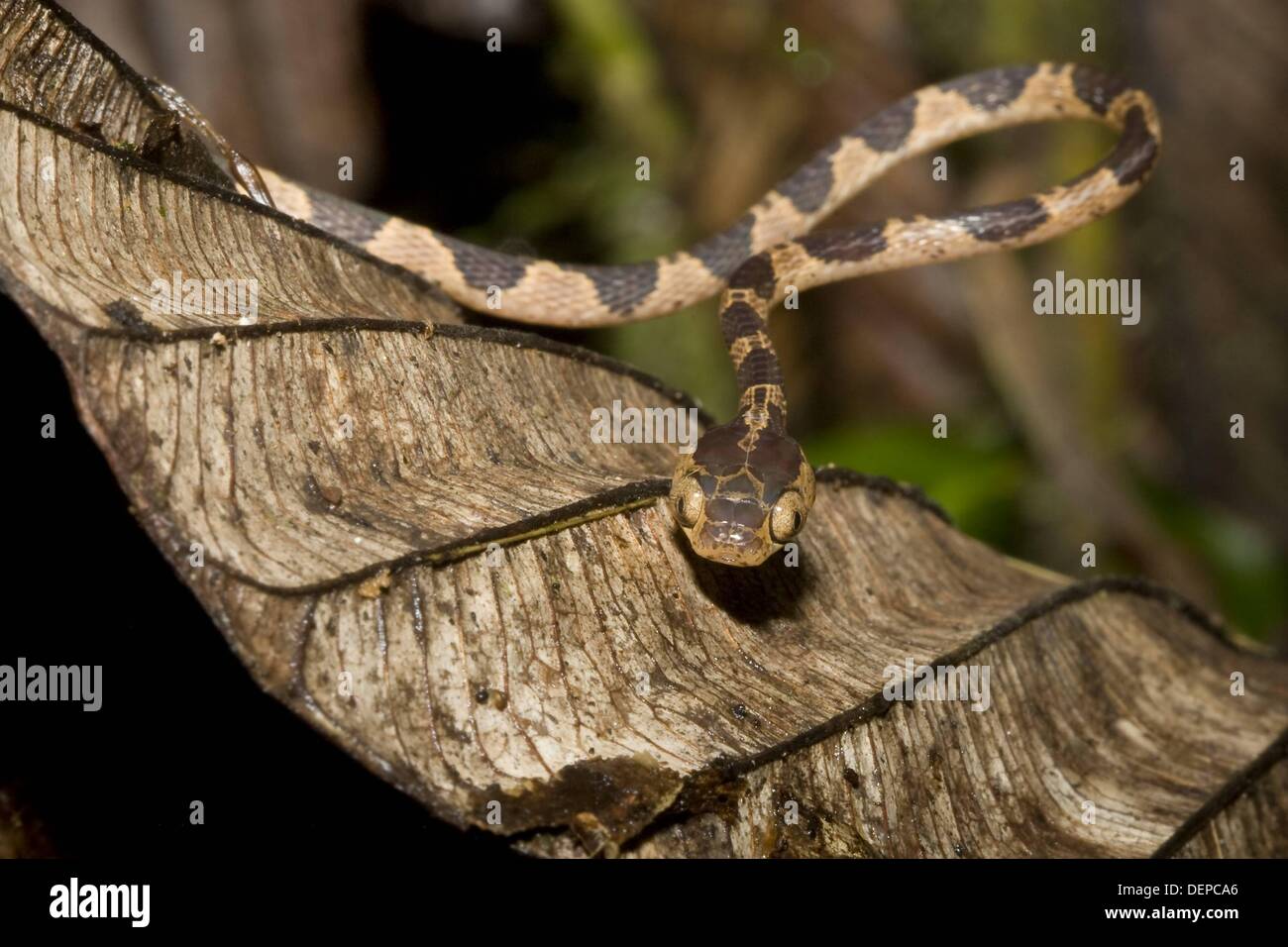 Colubrid snake, family Colubridae, foraging at night  Photographed in Panama Stock Photo