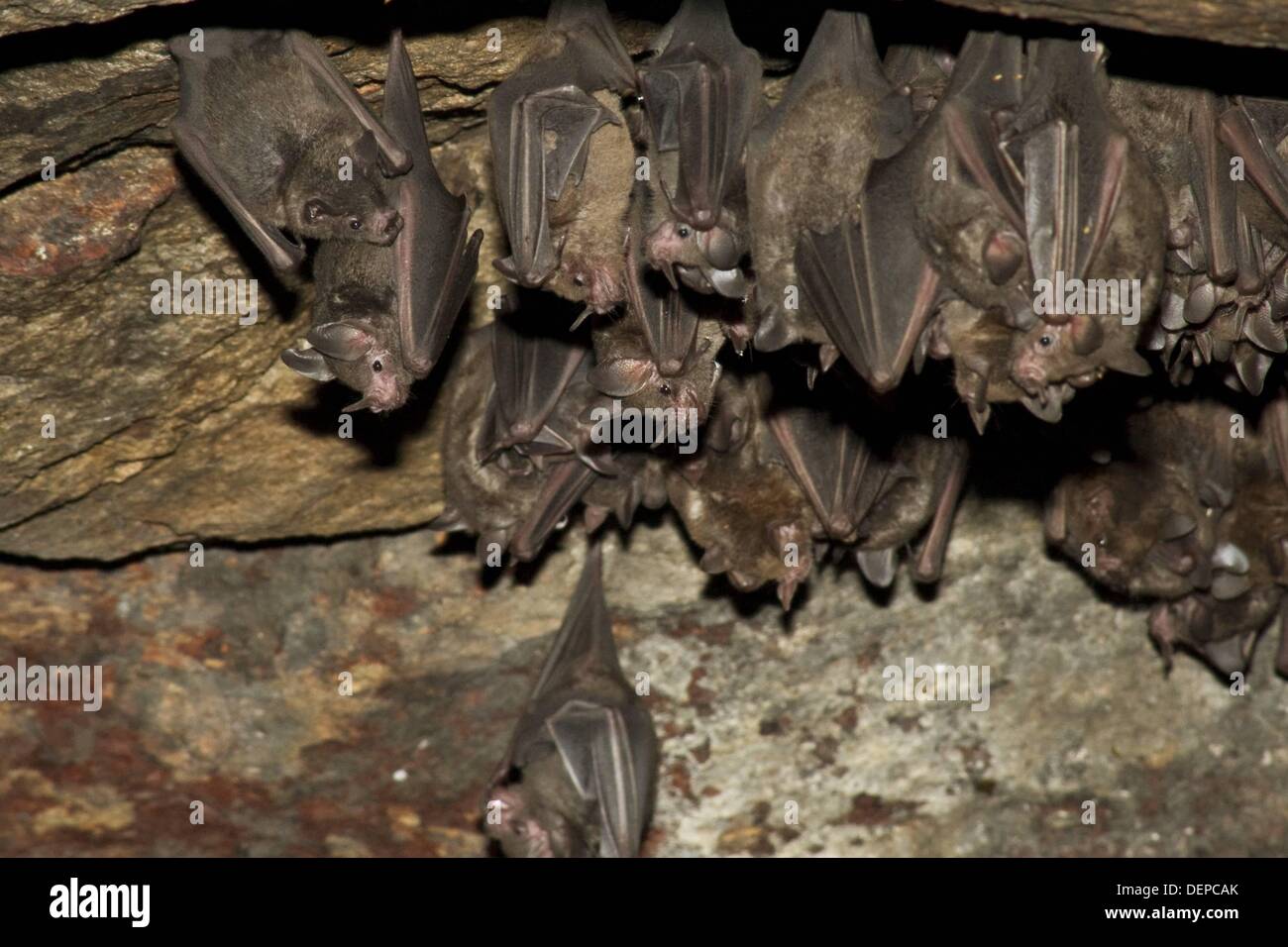 A Colony Of Bats Clinging To A Cave Ceiling Photographed In Costa