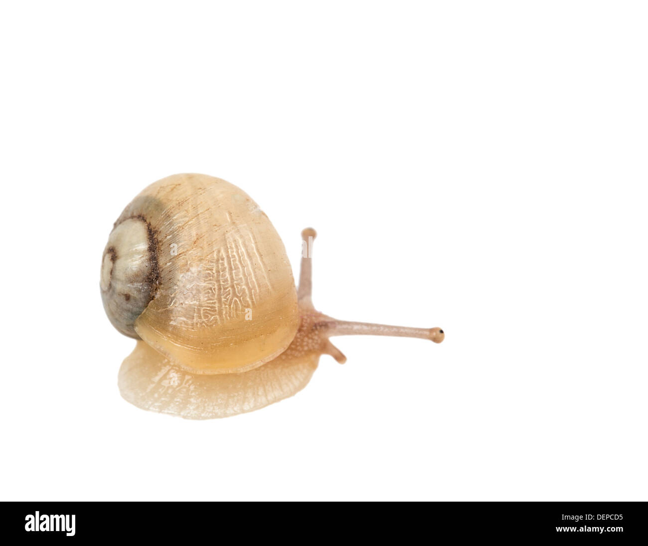snail isolated on white background Stock Photo - Alamy
