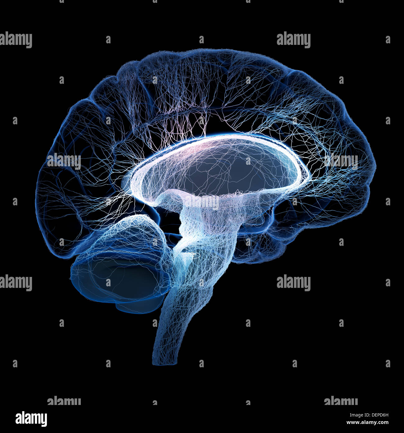 Human brain illustrated with interconnected small nerves - 3d render Stock Photo