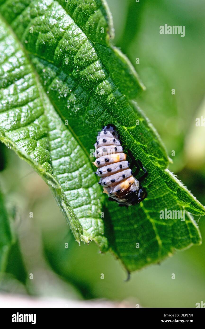 Seven Spotted Ladybird Beetle Coccinella Septempunctata Larvae On Stock Photo Alamy Seven Spotted Ladybird Beetle Coccinella Septempunctata Larvae On Stock Photo Alamy