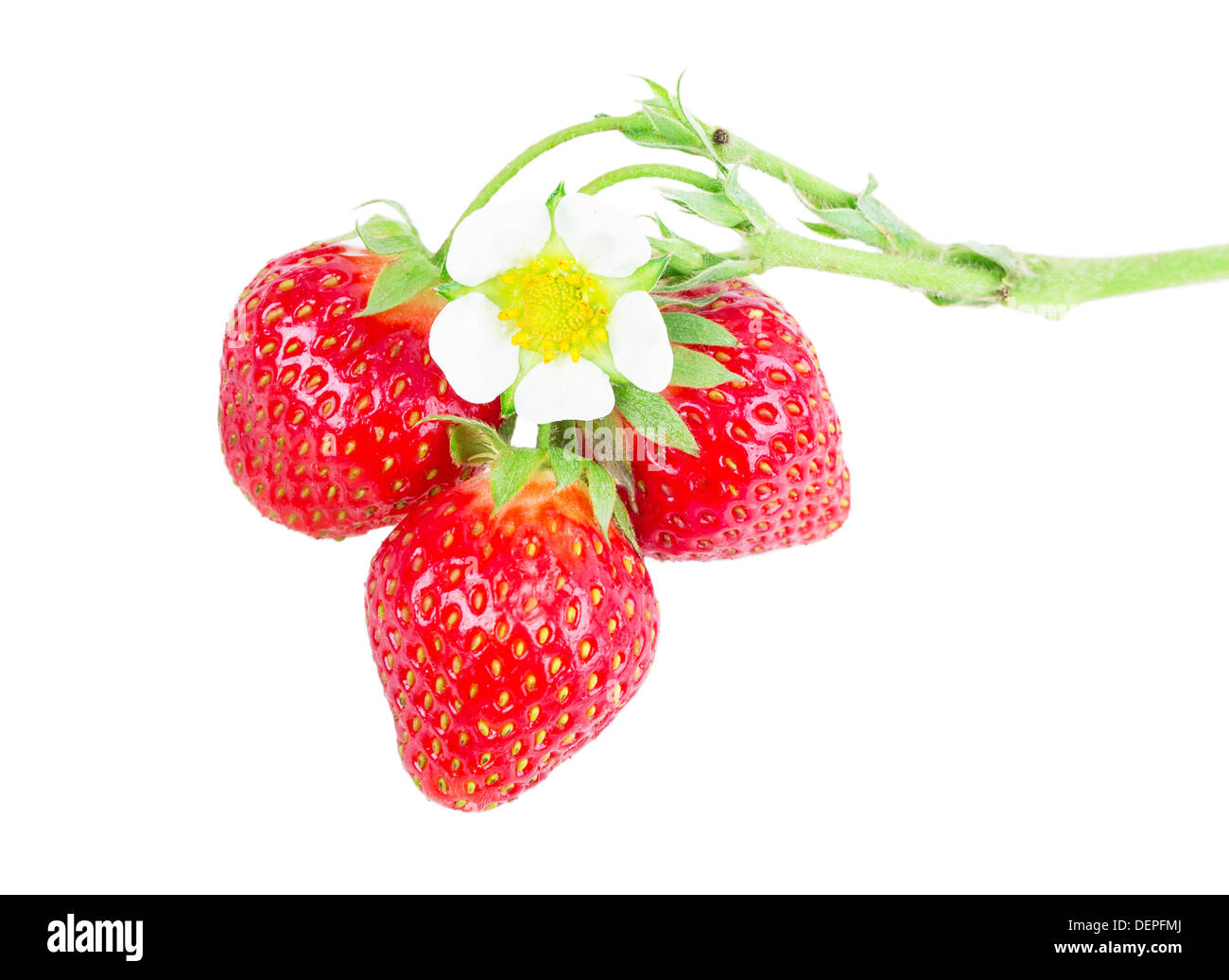 ripe strawberries isolated on white background Stock Photo - Alamy