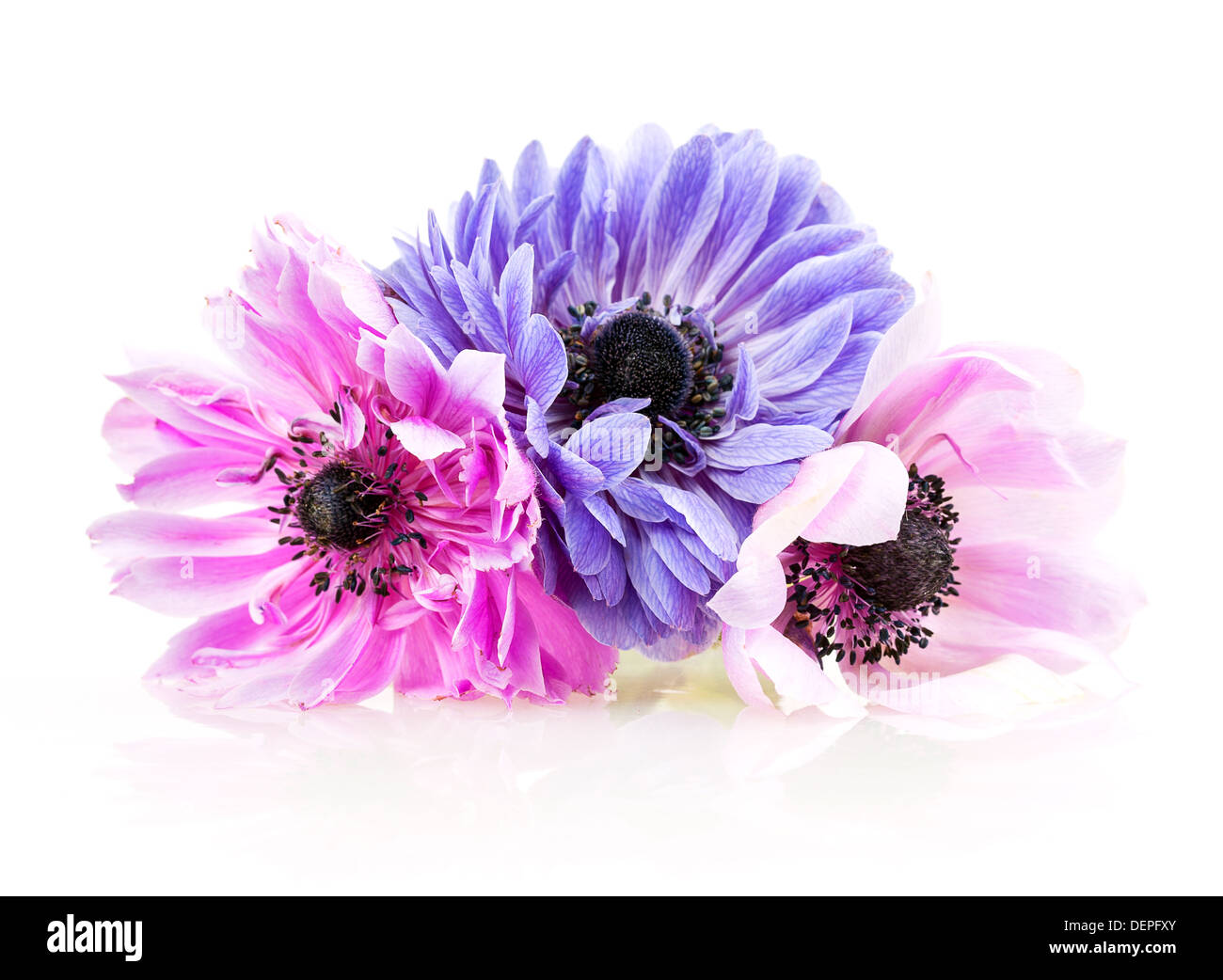 purple anemone on a white background Stock Photo - Alamy