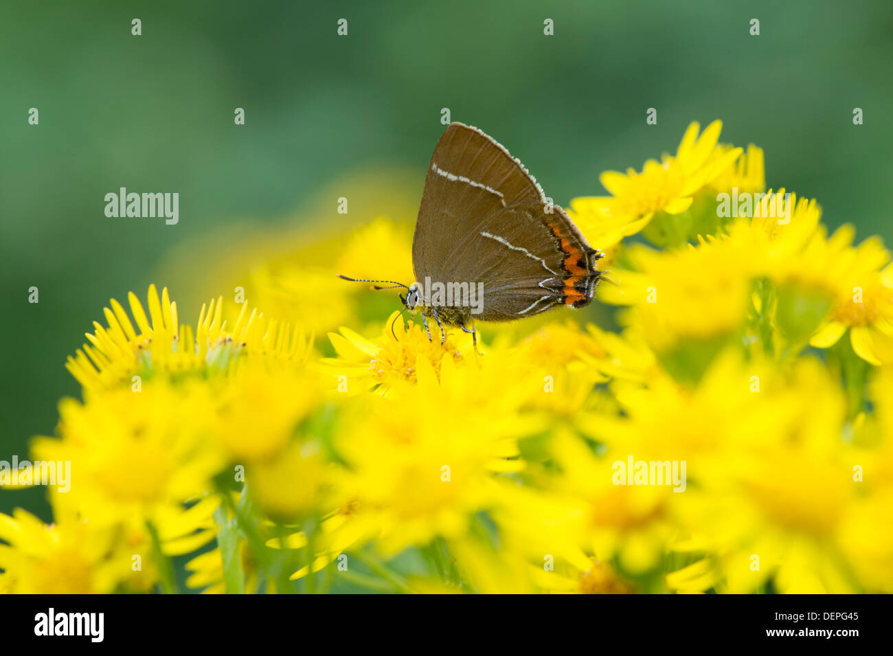 White-letter hairstreak butterfly (Satyrium w-album) - UK Stock Photo