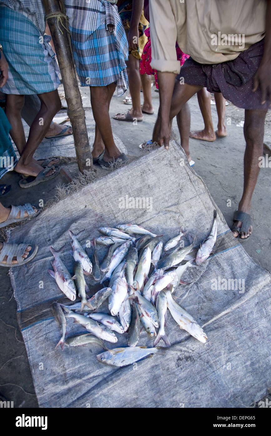 Fishermen and traditional fishing nets, Fort Cochin, Kerala Stock Photo ...