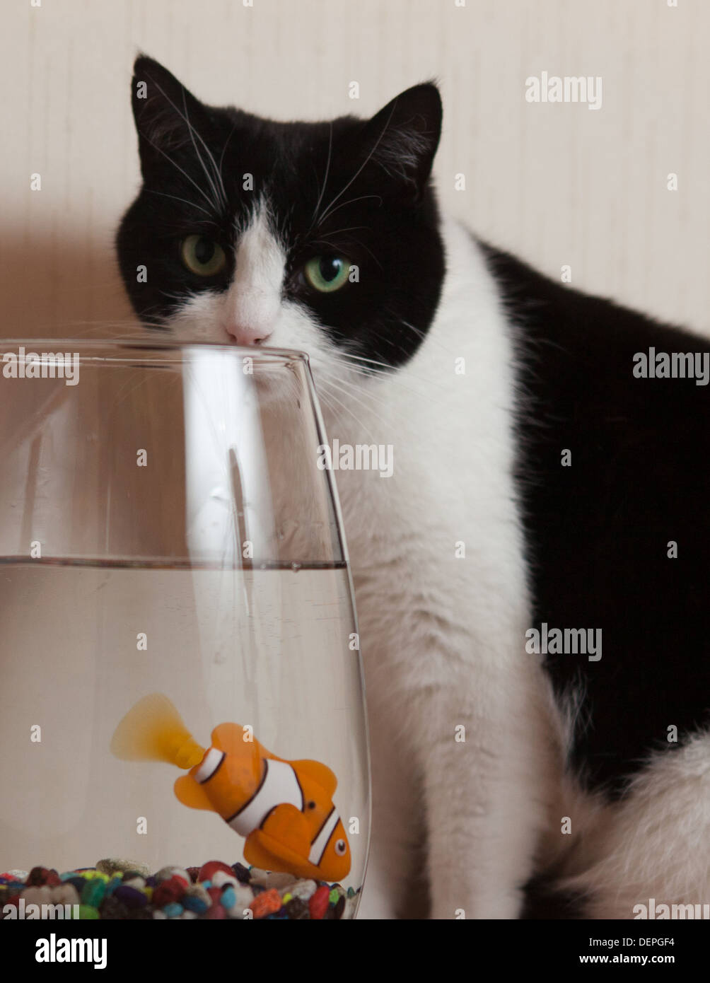 Black and white pet cat caught thinking about the gold fish Stock Photo ...
