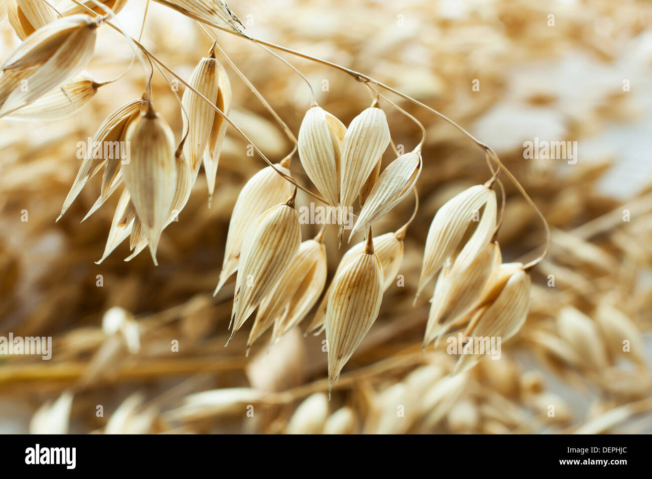 Spike of oats, agricultural background Stock Photo