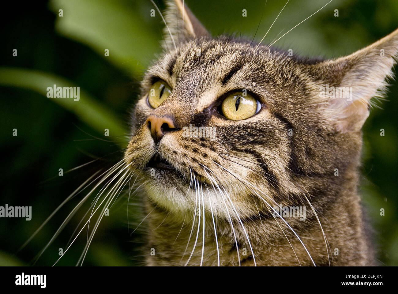 Tabby pattern hi-res stock photography and images - Alamy