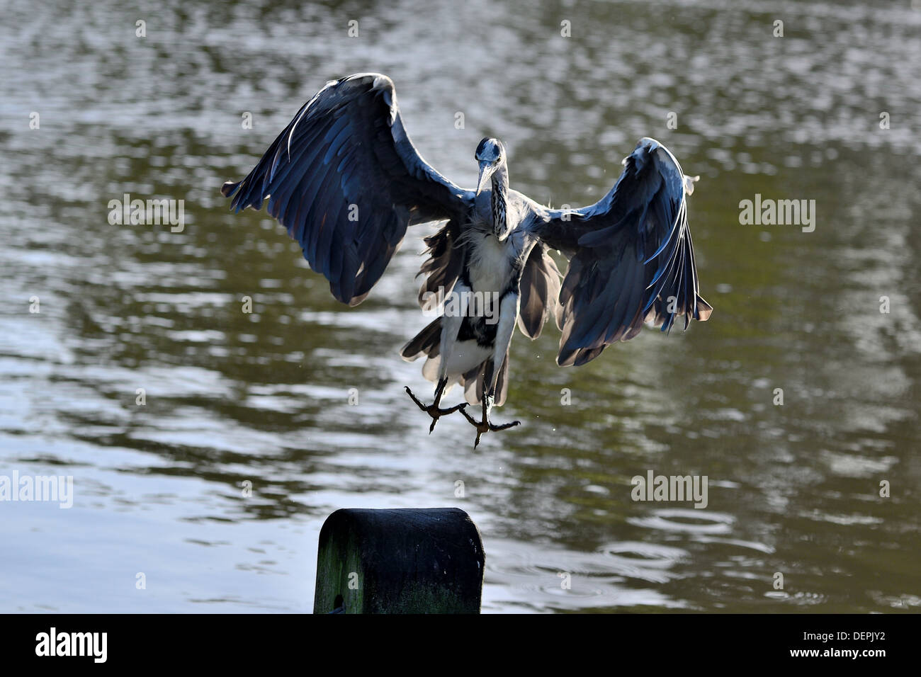 Heron landing on pillar in Hyde Park, London Stock Photo Alamy