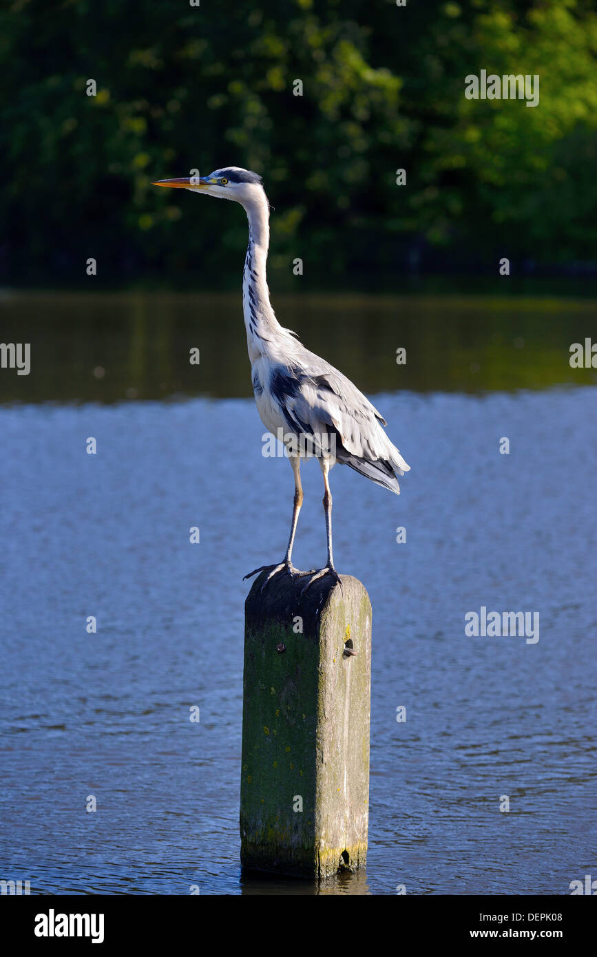 Heron landing on pillar in Hyde Park, London Stock Photo