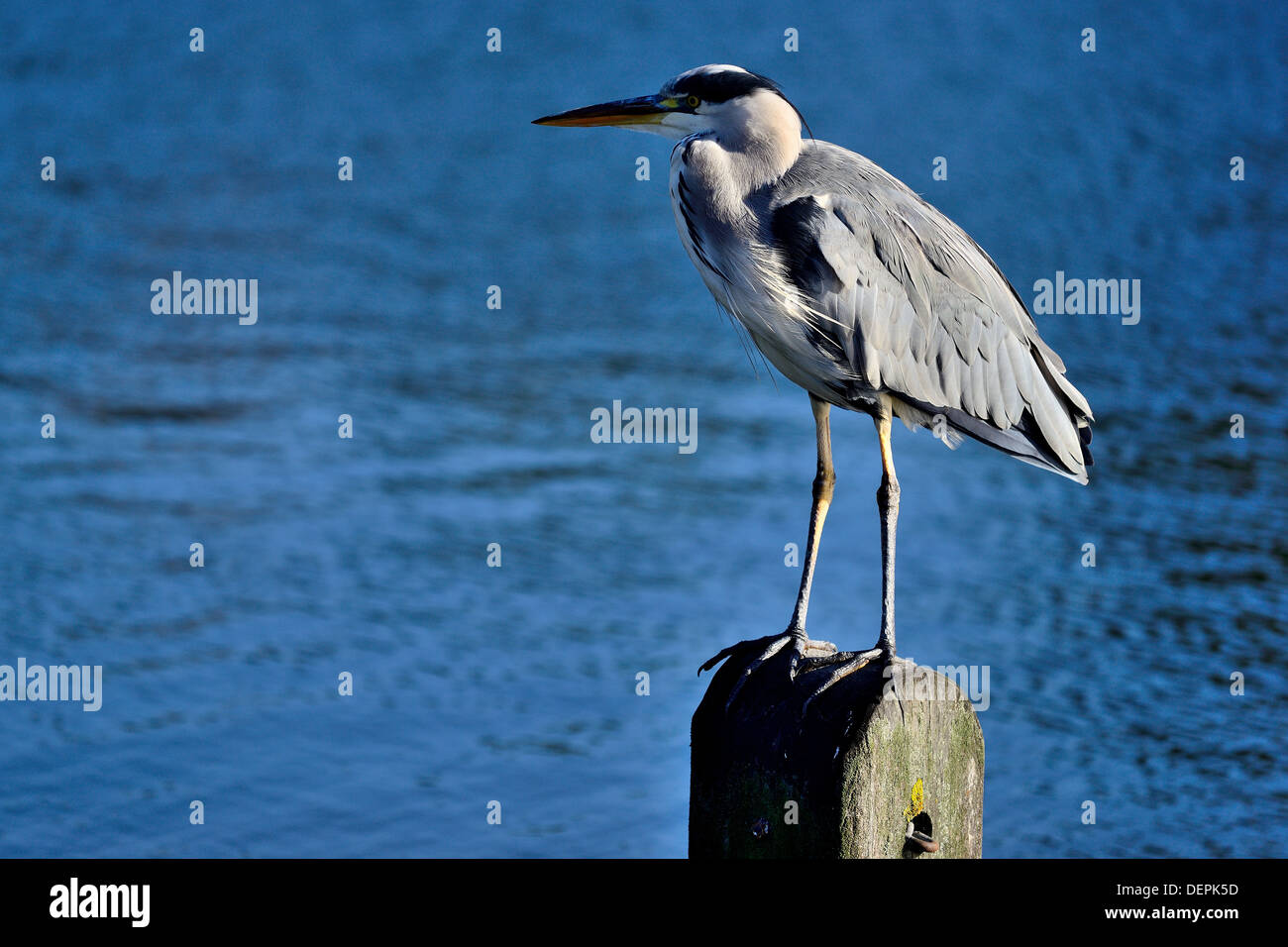 Heron on pillar in Hyde Park, London Stock Photo