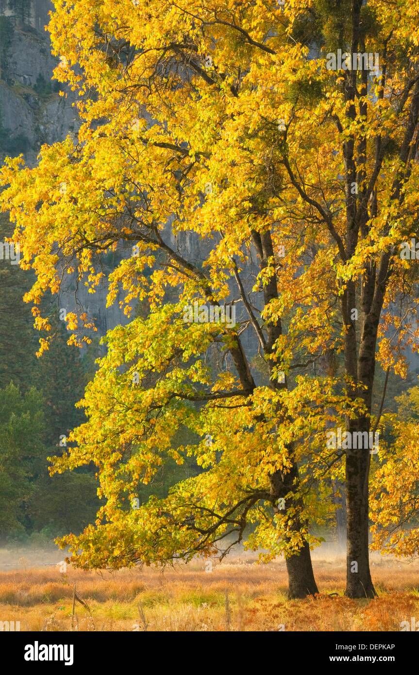 Black oak, Yosemite National Park, CA Stock Photo Alamy