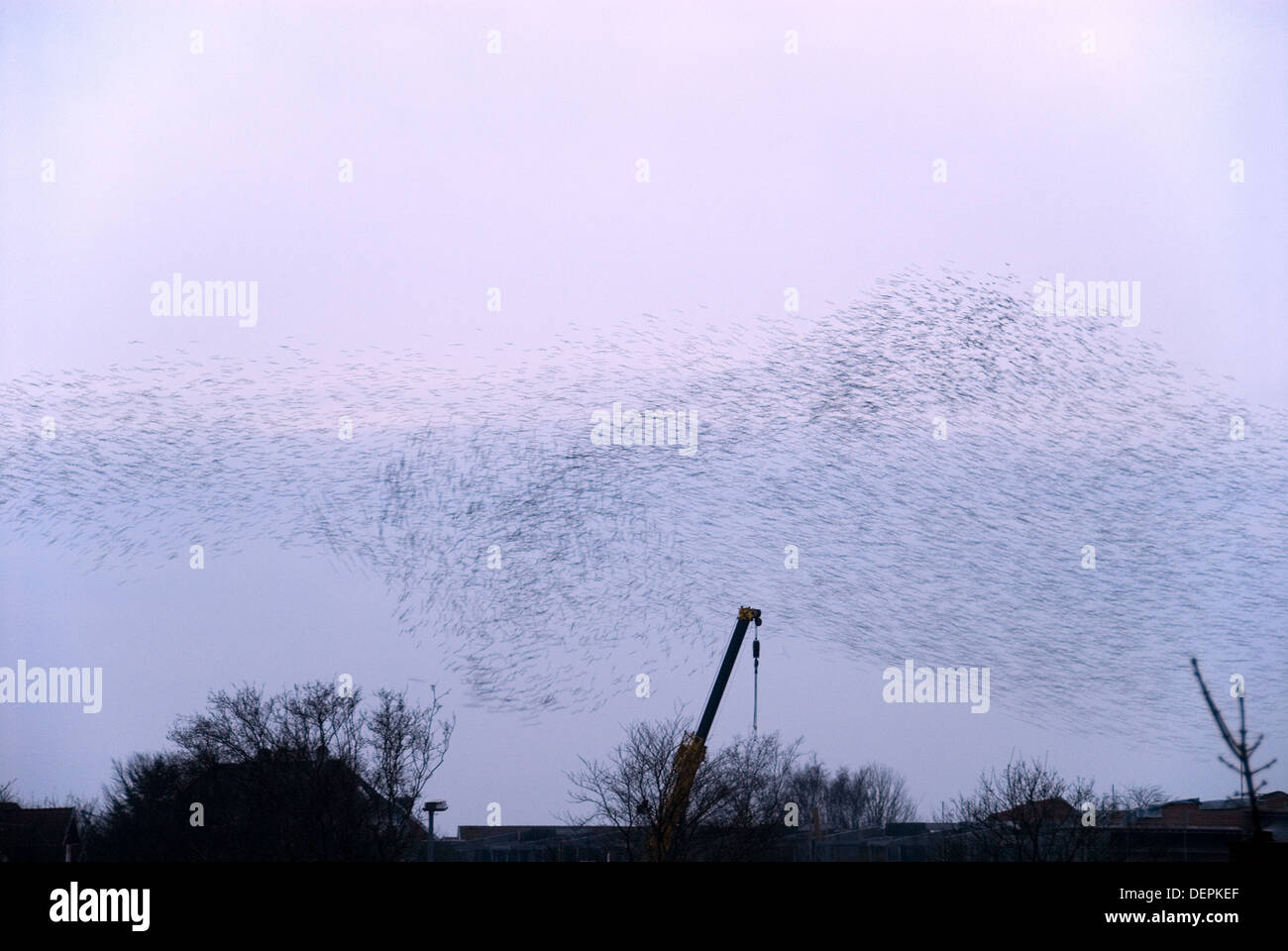 tousands of migrating Starling in a flok, swarm the sky in the evening before setteling down for the night. Jutland Denmark Stock Photo