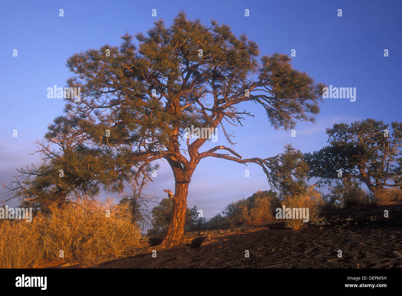 Pine at Cinder Hills Overlook, Sunset Crater National Monument, Arizona, USA Stock Photo