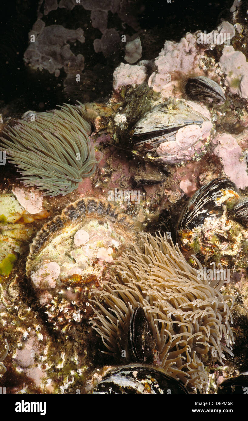 Edible Oyster (Ostrea edulis). Ria of Vigo, Pontevedra province