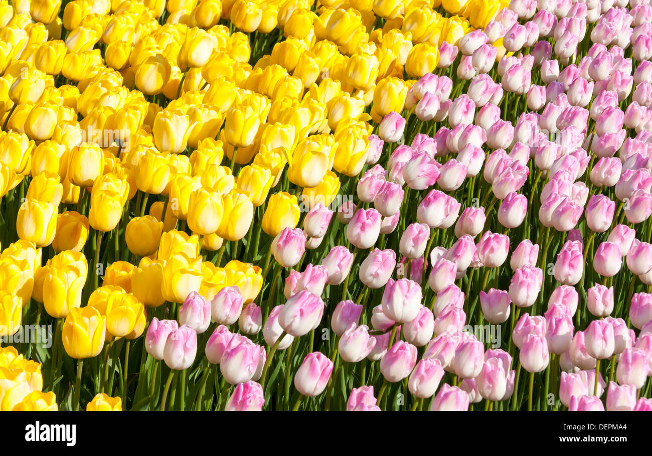Pink and yellow tulips Stock Photo - Alamy