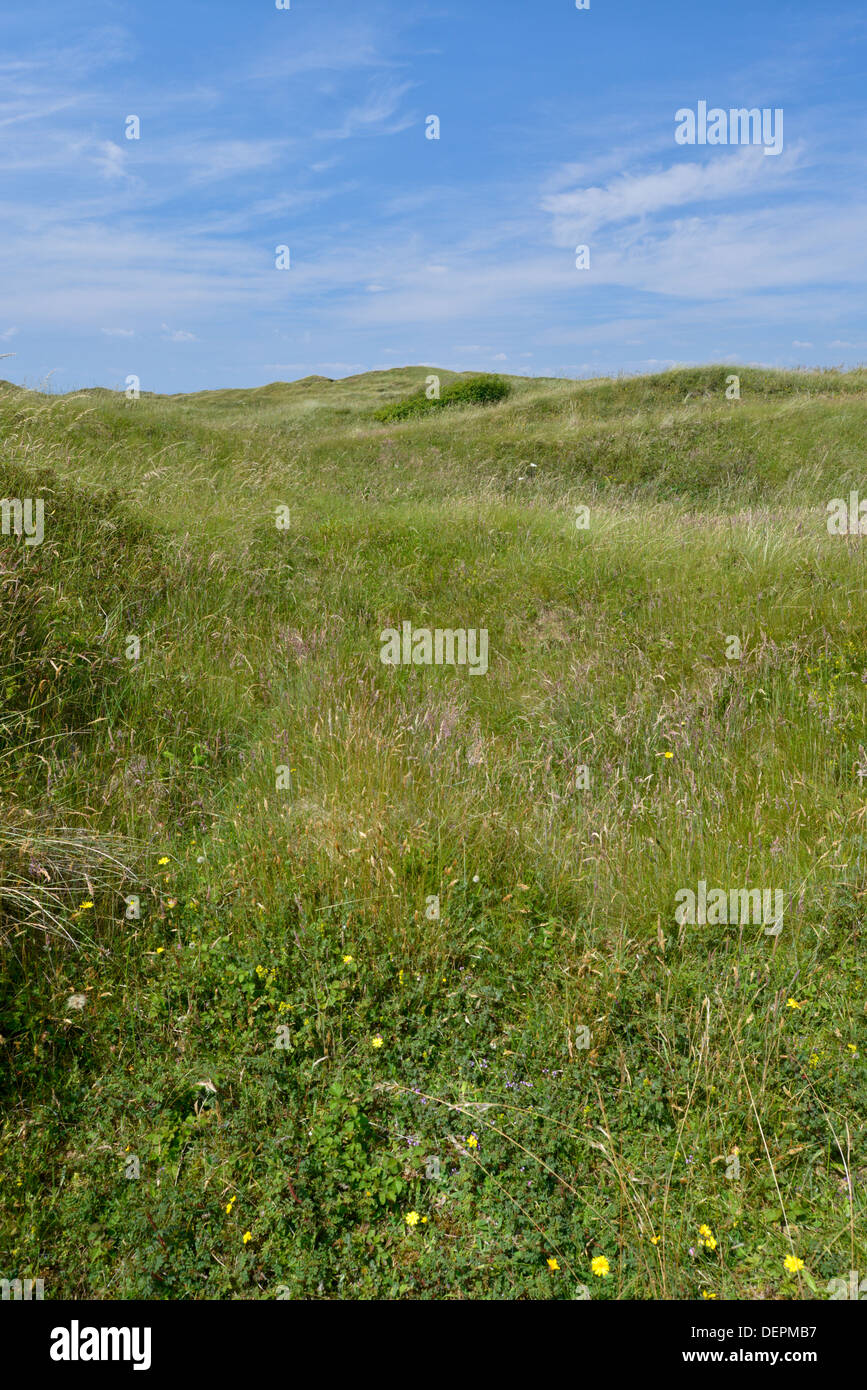 Dune slacks at Kenfig Nature Reserve, South Wales Stock Photo - Alamy