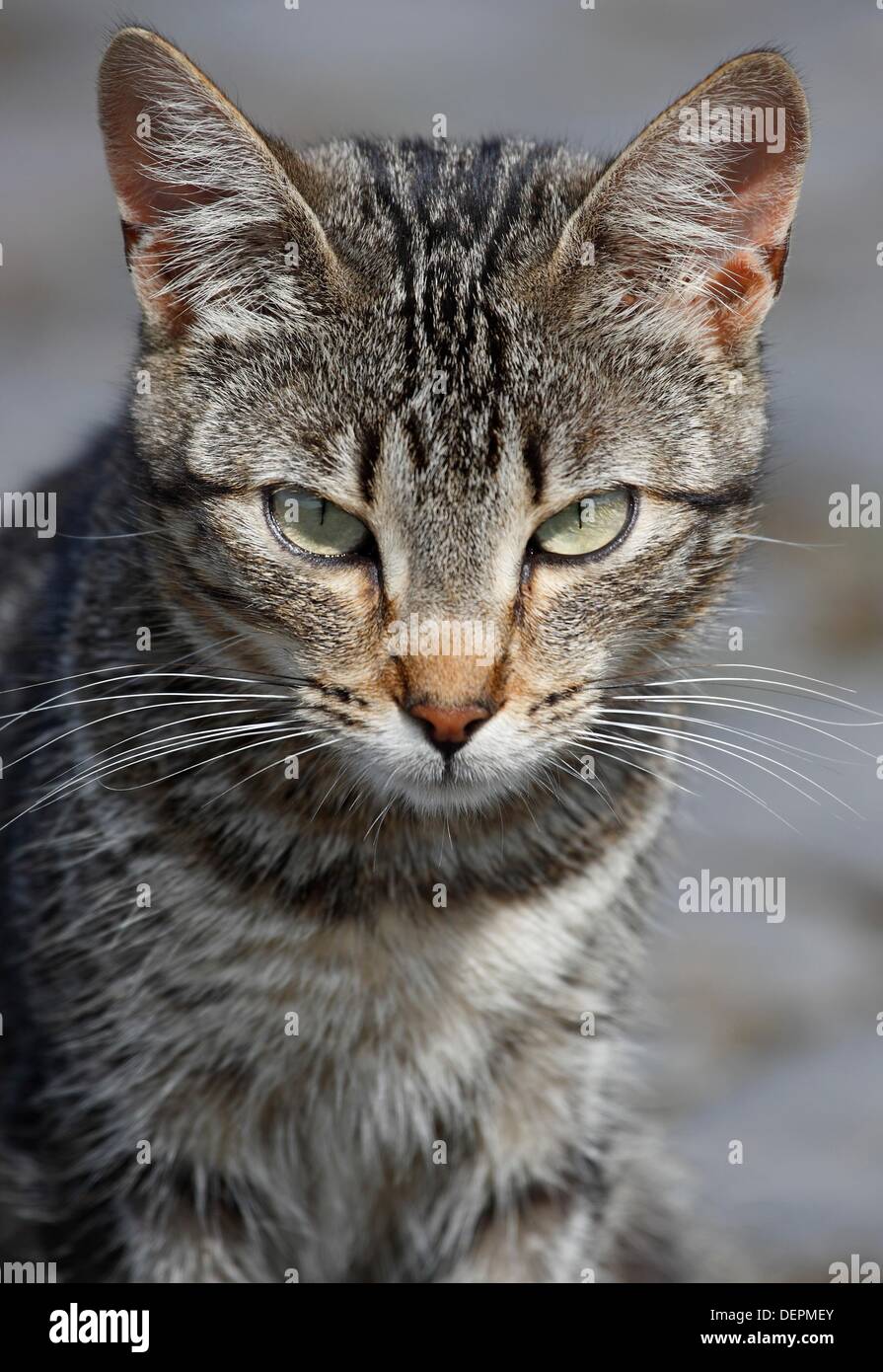 Cat / Sao Miguel Island / Azores / Portugal Stock Photo - Alamy