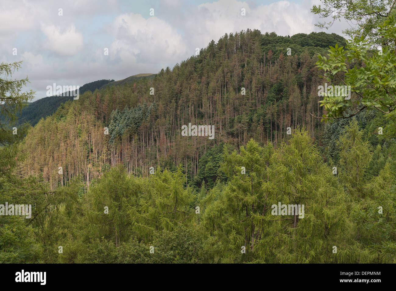 Forestry management on top mountainside of Afon Rheidol valley long term plan to replace conifers with sessile natural oak Stock Photo