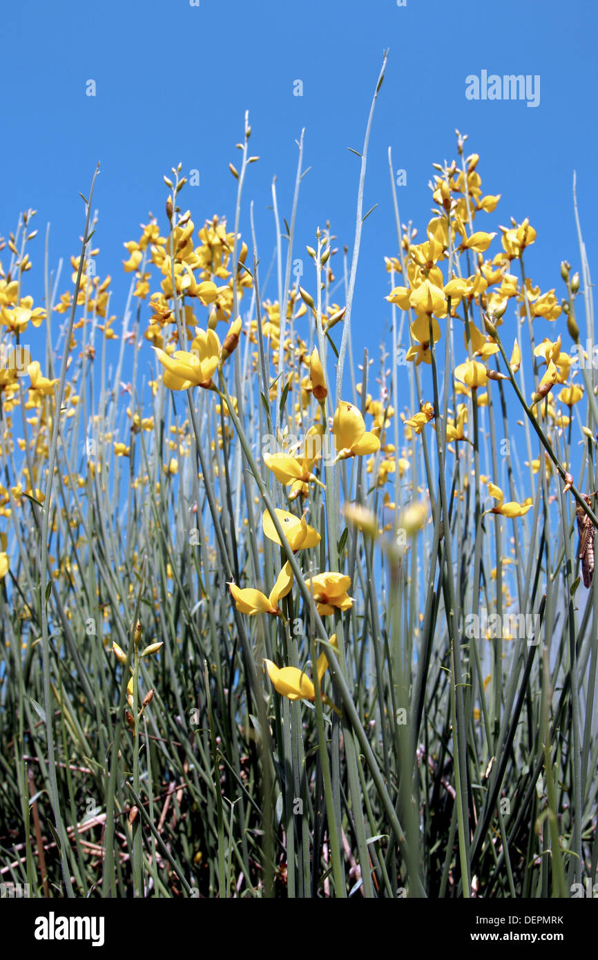 Spanish Broom (Spartium junceum Stock Photo Alamy