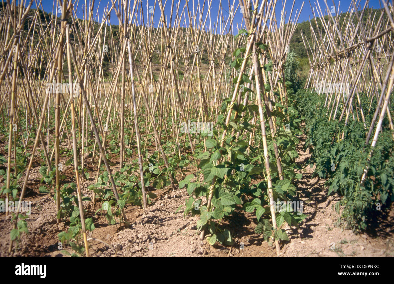 French bean cane hi-res stock photography and images - Alamy