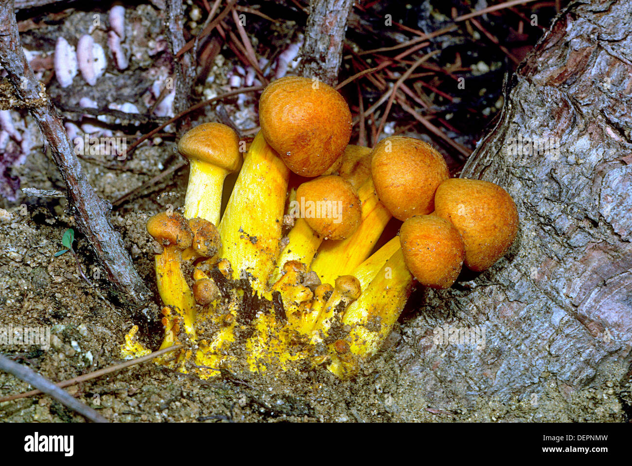 Laughing Gym Fungi Gymnopilus junonius Group on rotten tree Stock Photo