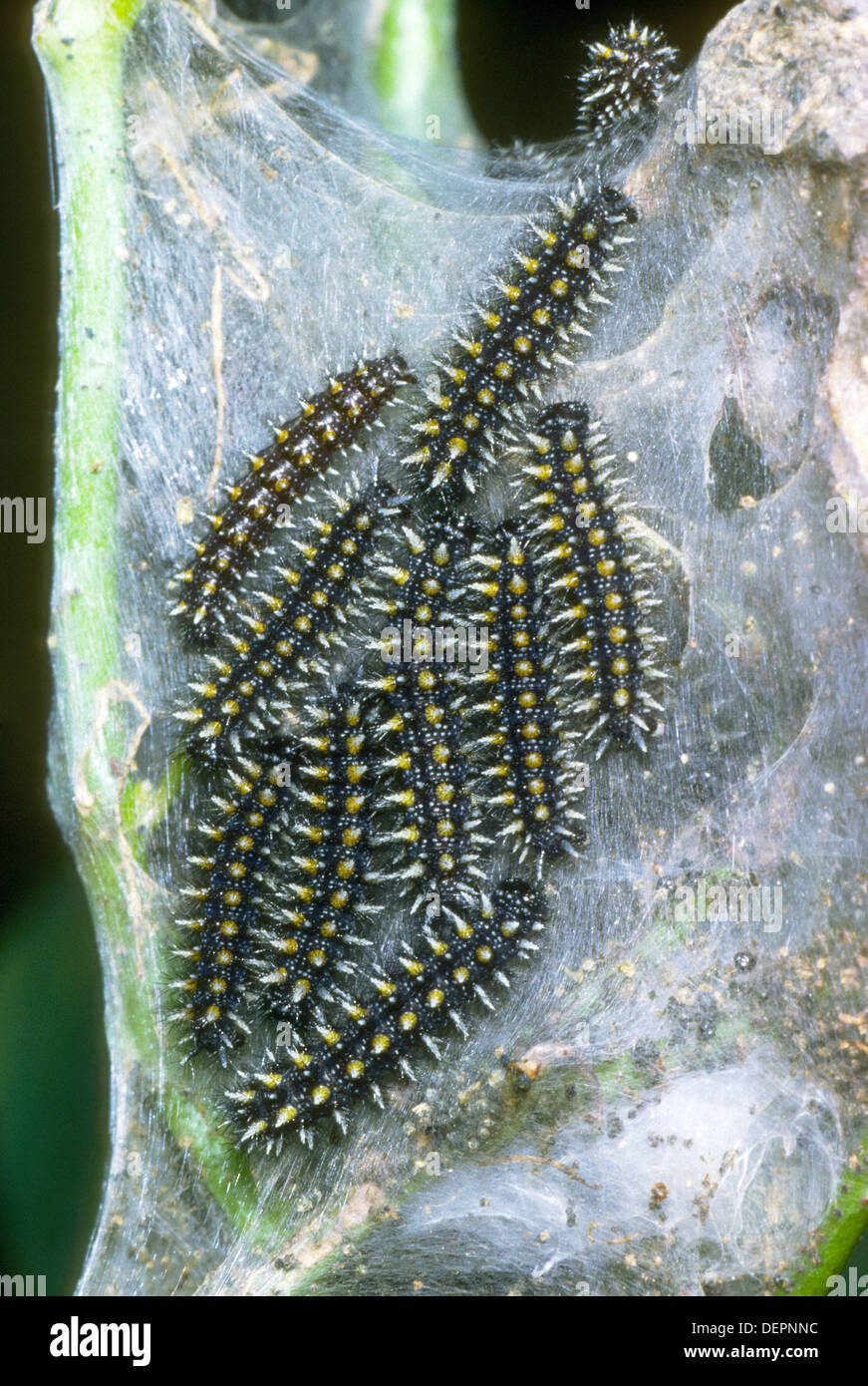Brush-footed butterfly (Nymphalis polychloros), larvae Stock Photo
