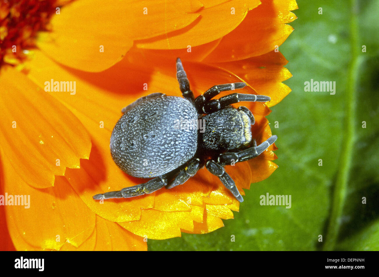 Ladybird spider (Eresus niger), female Stock Photo Alamy