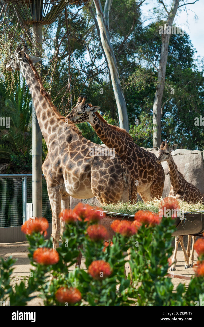 California, San Diego Zoo, two adult giraffes with one adolescent (Giraffa camelopardais) Stock Photo