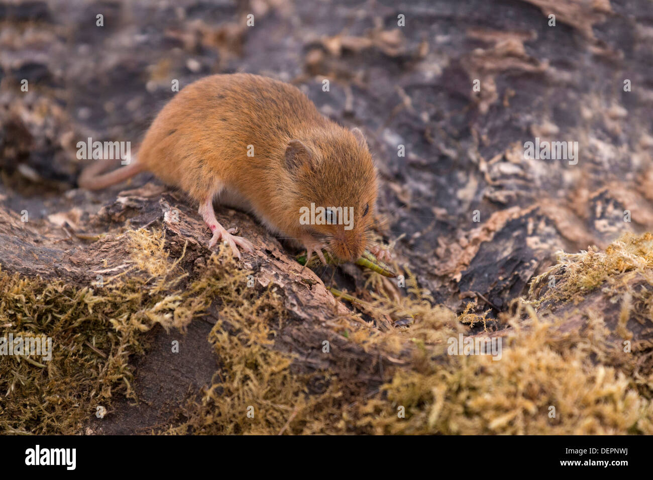 Harvest Mouse eating a grasshopper Stock Photo