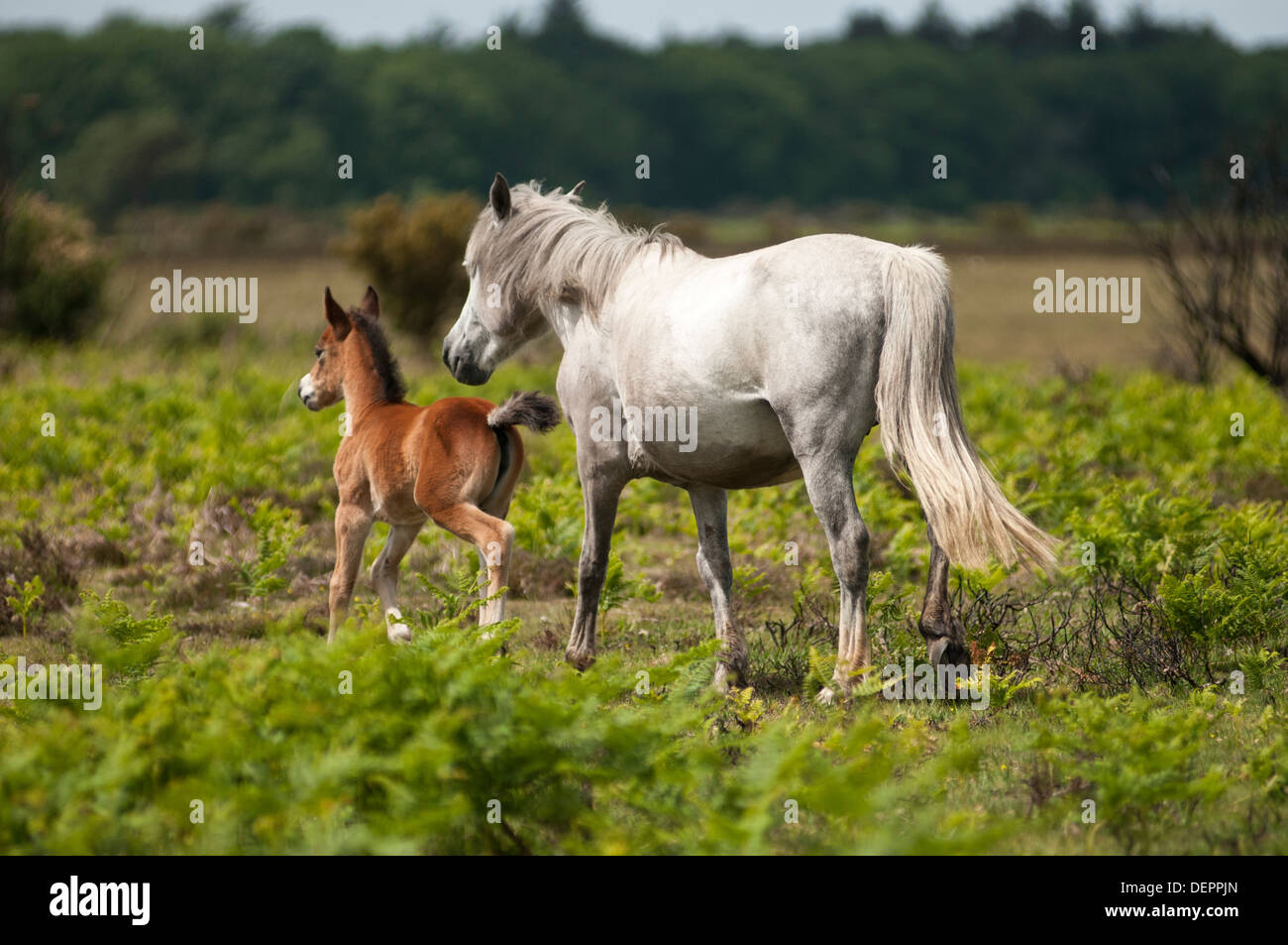 Landscape image of ponies. A mother and foal shown in The New Forest ...