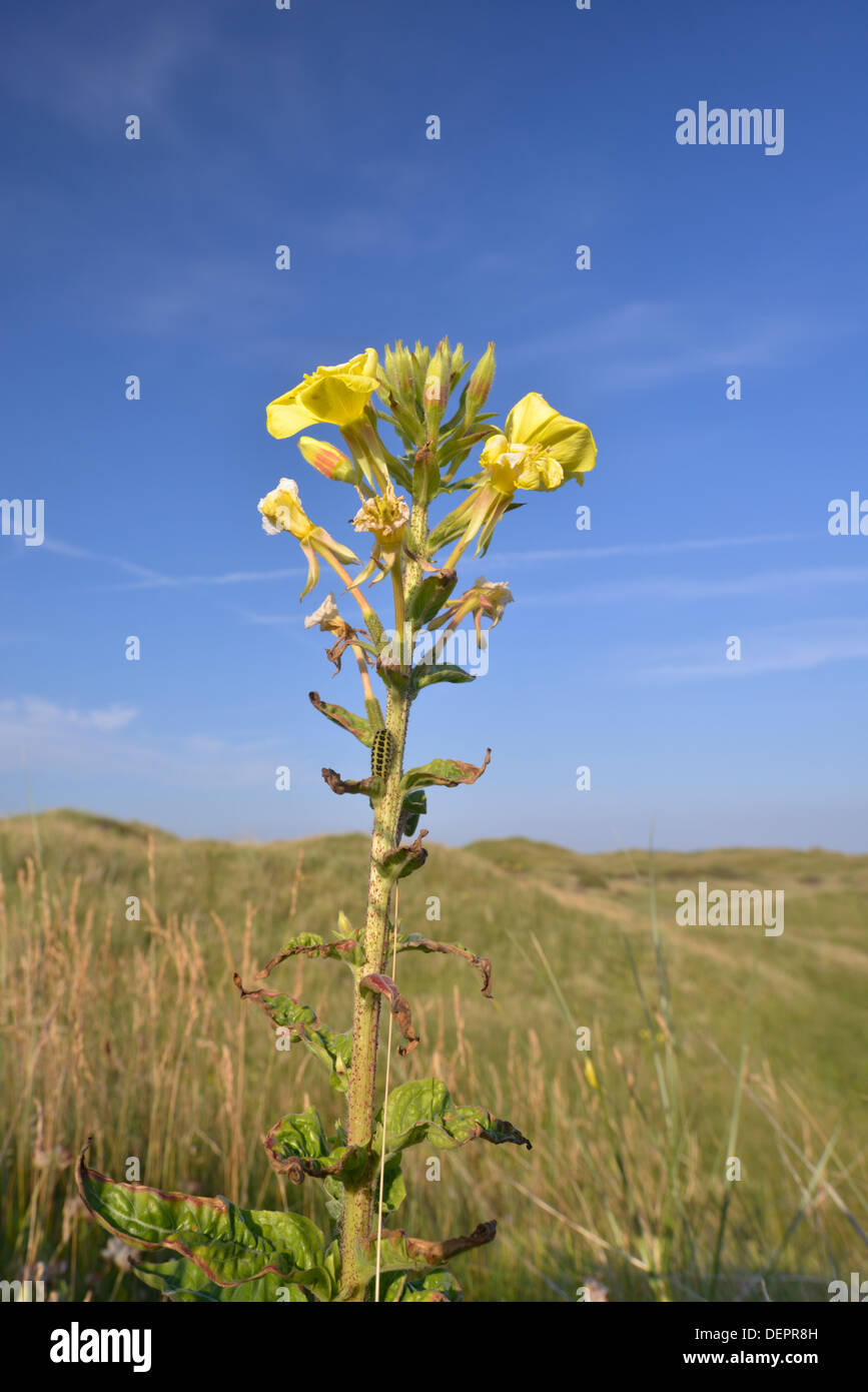 Evening-primrose - Oenothera biennis at Kenfig Nature Reserve, South Wales Stock Photo